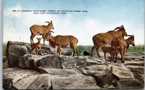 Barbary Wild Sheep Mountain Sheep Hill Zoological Park New York Postcard