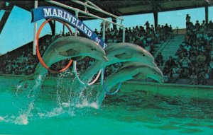 USA Marineland Of Florida Dolphins Vintage Postcard 07.43