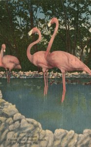 St. Petersburg Florida, 1957 Flamingos Wild Animal Ranch Vintage Postcard