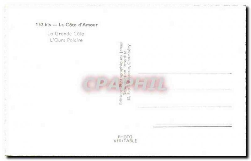 Old Postcard The great dimension L & # 39 polar bear bear