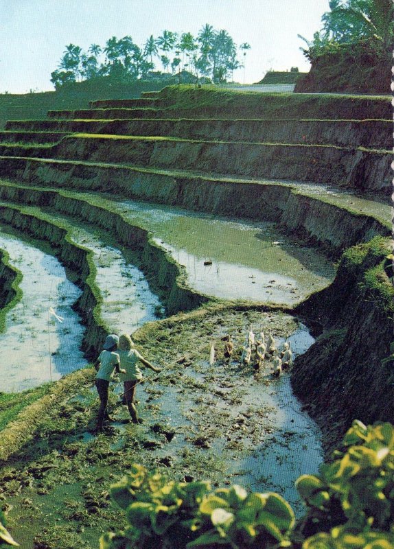 VINTAGE CONTINENTAL SIZE POSTCARD TAKING CARE OF THE DUCKS TERRACED RICE FIELD
