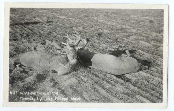 RPPC, White Tail Bucks after a Three Day Fight near Farragut, Idaho, ID, Kodak P