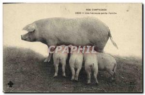 Old Postcard Pig Pig Our campaigns A happy little family