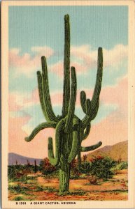 postcard AZ Fred Harvey  A Giant Cactus