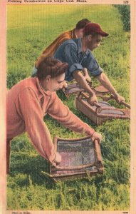 Vintage Postcard Picking Cranberries Cultivation Farming Cape Cod Massachusetts