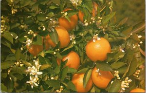 postcard Florida - Branch of Orange Tree