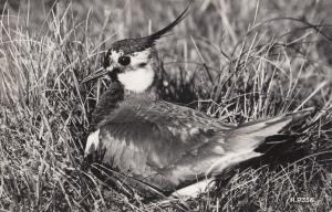Lapwing Bird Valentines Old Real Photo Postcard
