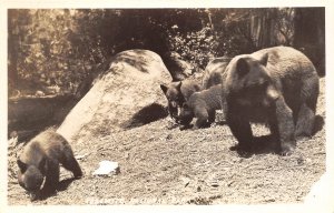 Yosemite National Park 1940s RPPC Real Photo Postcard Bear and Bear Cubs