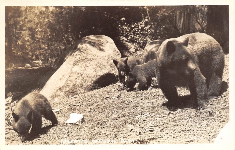 Yosemite National Park 1940s RPPC Real Photo Postcard Bear and Bear Cubs