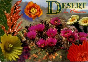 Arizona The Desert In Bloom Cactus