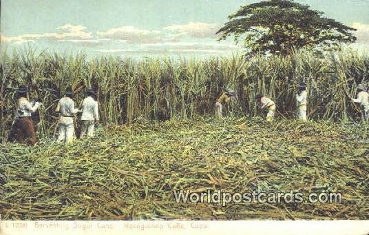 Harvesting Sugar Can Regogiendo Cana Cuba, Republica De Cuba Unused 