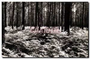 Basin & # 39Arcachon Old Postcard In the forest The giant ferns