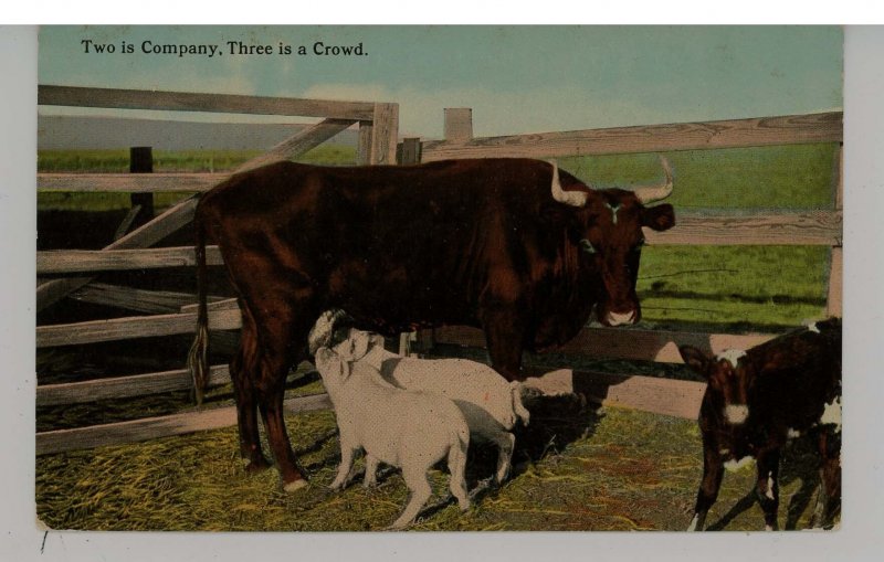 Cow, Calf and Moochers