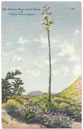 Post Card Century Plant -Southwest Flowering Plant.  Stamped but unused