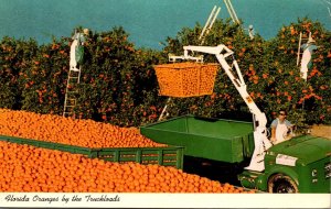 Florida Picking Oranges By The Truckloads 1970