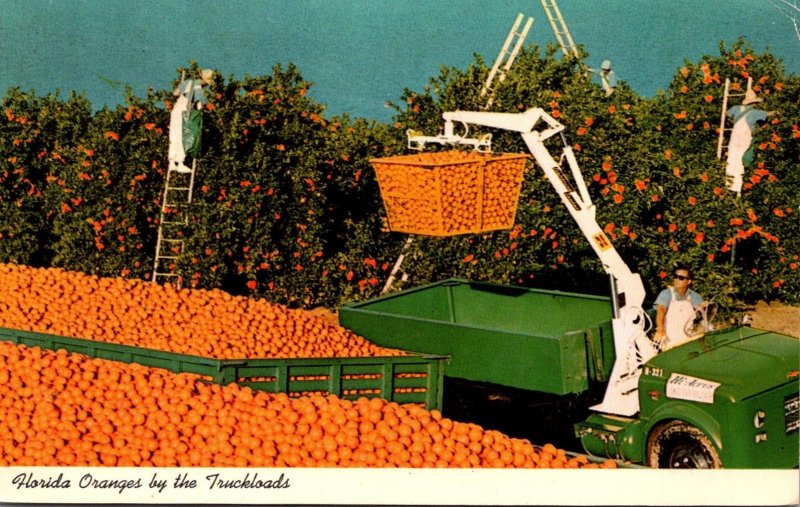 Florida Picking Oranges By The Truckloads 1970