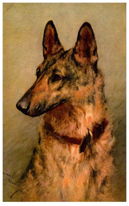 Dog , Alsatlian ,   artist signed Arthur Wardle