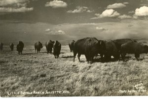 Postcard Real Photo View of Little Buffalo Ranch, Gillette, WY.   L1