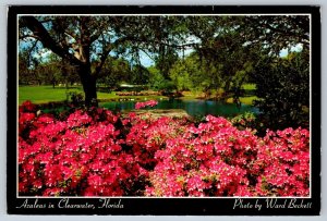 Azaleas In Bloom, Sylvan Abbey, Clearwater, Florida, 1985 Chrome Postcard