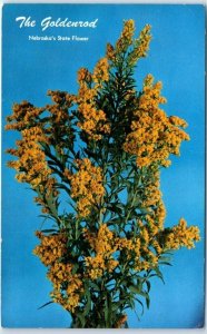 M-54437 The Goldenrod Nebraska's State Flower