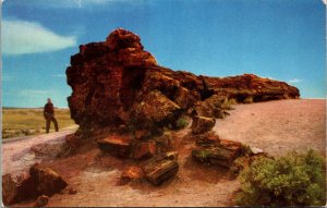 Famous Old Faithful Log Petrified forest near Holbrook AZ Postcard PC62