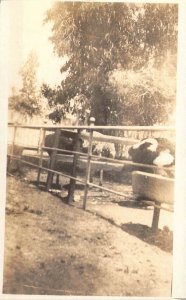 RPPC Real Photo, Feeding the Cows, Old Postcard