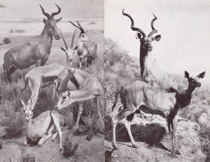 Greater Koodoo Antelope 2x American History Museum Postcard s