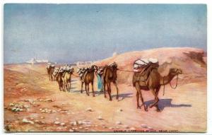 Camel Caravan Carrying Stone Cairo Egypt Tuck Oilette postcard