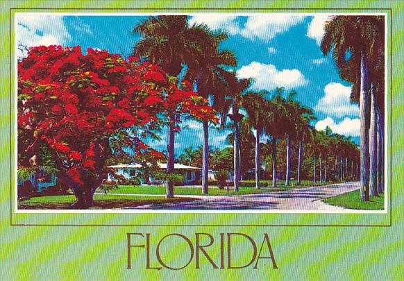 Florida Flowers Stately Royal Palms and Royal Poinciana Tree