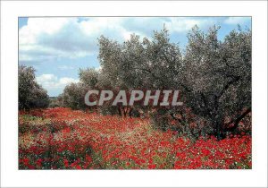 Modern Postcard Hinterland Medieterraneen Olives and Poppy Field