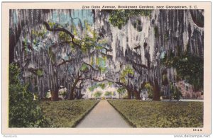 Live Oake Avenue, Brookgreen Gardens, Near Georgetown, South Carolina, 1910-1...