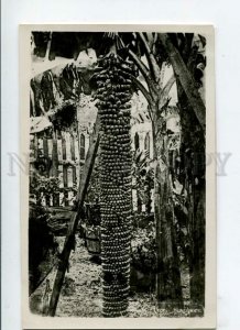 3151568 SINGAPORE Banana Tree Vintage photo PC