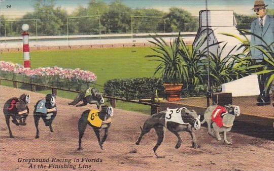Greyhound Racing In Florida At The Finish Line 1961