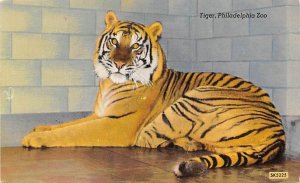 Tiger Philadelphia Zoo Tiger Unused 