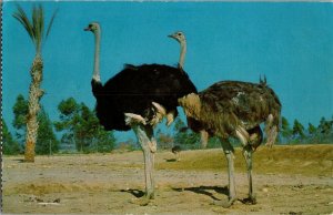 Ostriches at Lion Country Safari African Wildlife Preserve Vintage Postcard H48