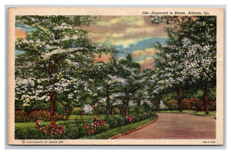 Dogwood Flowers In Bloom Atlanta Georgia GA Linen Postcard N25