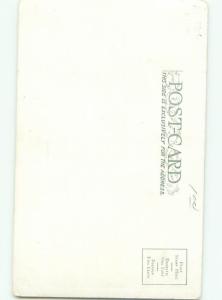 Divided-Back ANIMAL SCENE Great Postcard AA9574