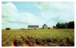 Postcard FARM SCENE Charlottetown Prince Edward Island PE AU4068