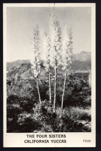 California Yuccas The Four Sisters Pub by Thrashers RPPC Real Photo Post Card