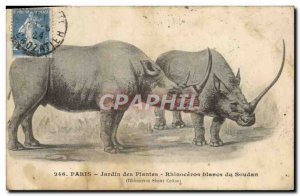 Old Postcard Paris Jardin Des Plantes White Rhinoceros From Sudan