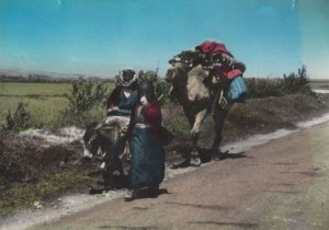 Bedouin Camping Lebanon 1950s Postcard