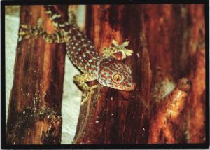 Tokay Gecko Unused Vintage Postcard D54