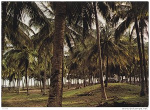 LAGOS STATE, Coconut Palm Forest, Badagry Beach, NIGERIA, 50-70s