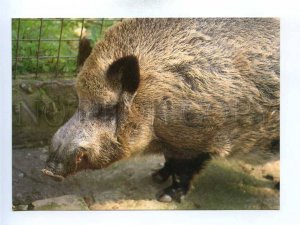 195574 Europe wild boar old postcard