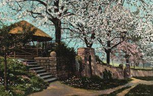 Vintage Postcard 1910's View of Beautiful Trees Park Garden Nature Artwork
