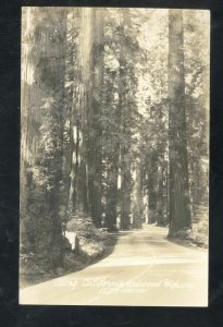 RPPC ALONG THE CALIFORNIA REDWOOD HIGHWAY VINTAGE REAL PHOTO POSTCARD