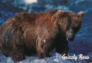 Grizzly Bear - Animal of the Rockies - Alberta Canada - pm 2001