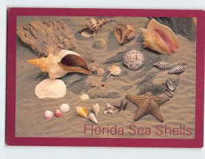 Postcard Florida Sea Shells, Florida