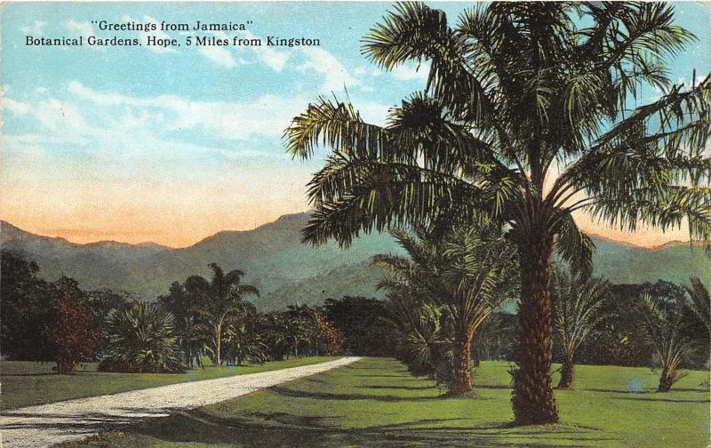 Hope Jamaica~Near Kingston~Botanical Gardens~Palm Trees~c1910 Pc