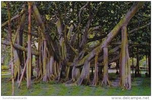 Hawaii Honolulu The Famous Banyan Tree